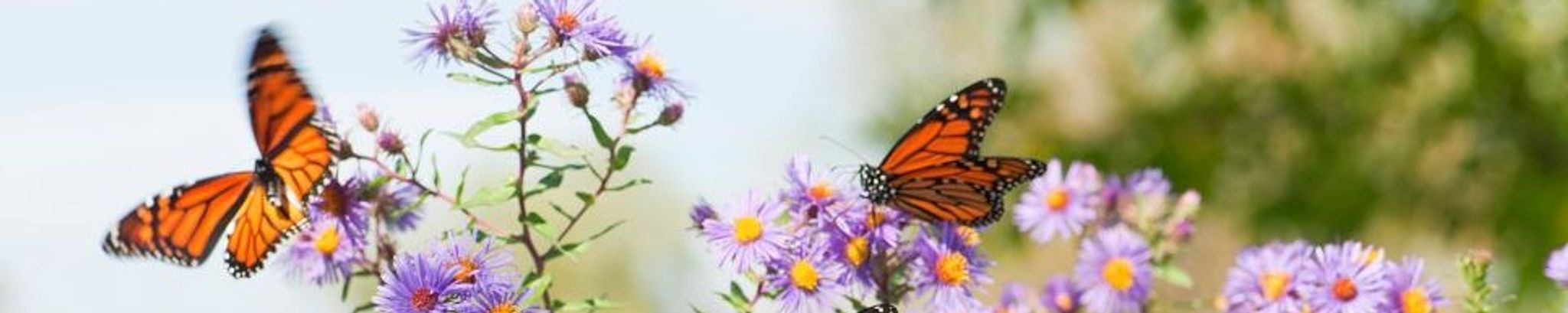 Cover photo for Elizabeth J. "Betty" Cross's Obituary