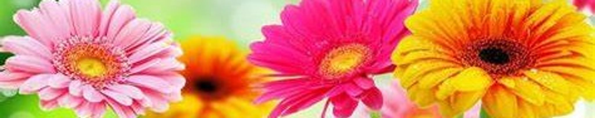 Cover photo for Linda Sue Jones's Obituary