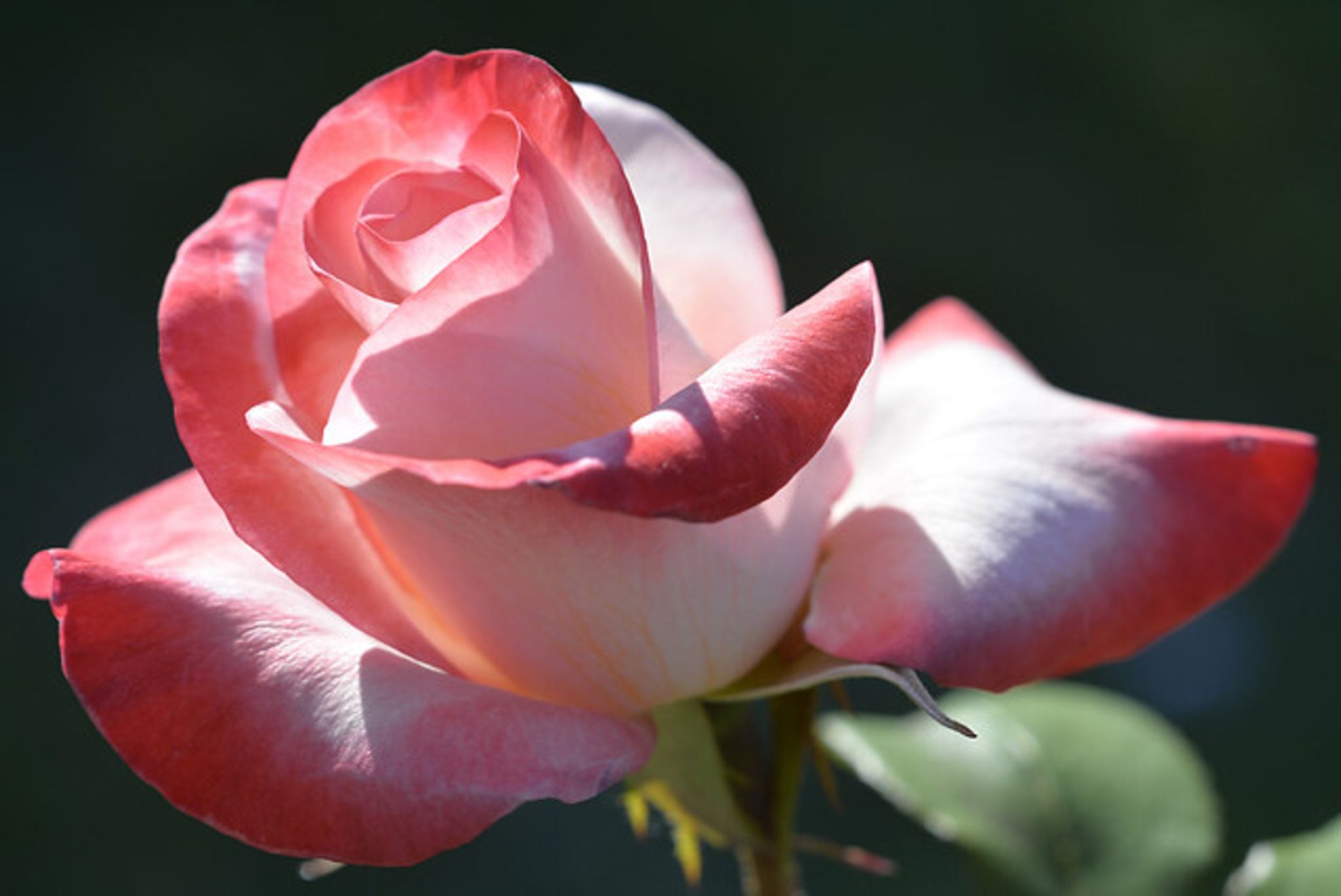 Cover photo for Brenda Elaine Edwards's Obituary