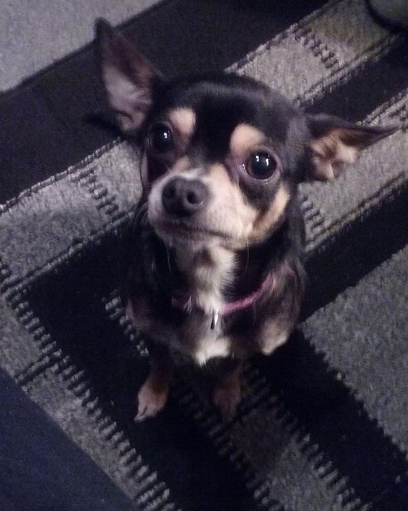 Isabella