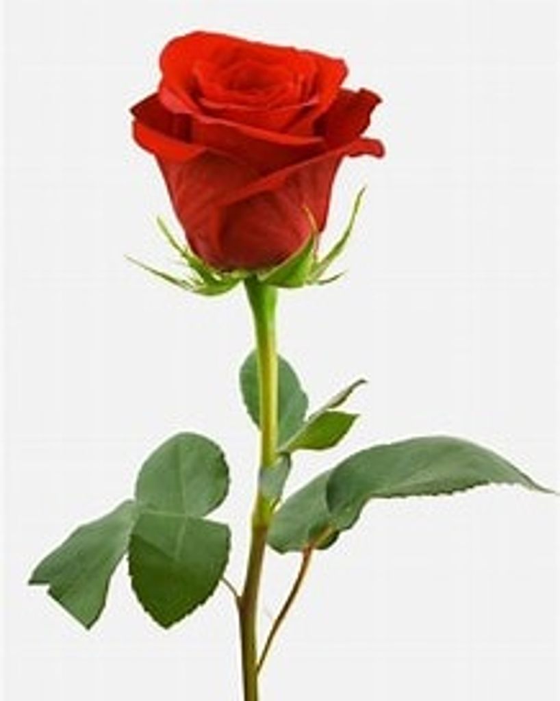 Mittie Belle Bailey Profile Photo