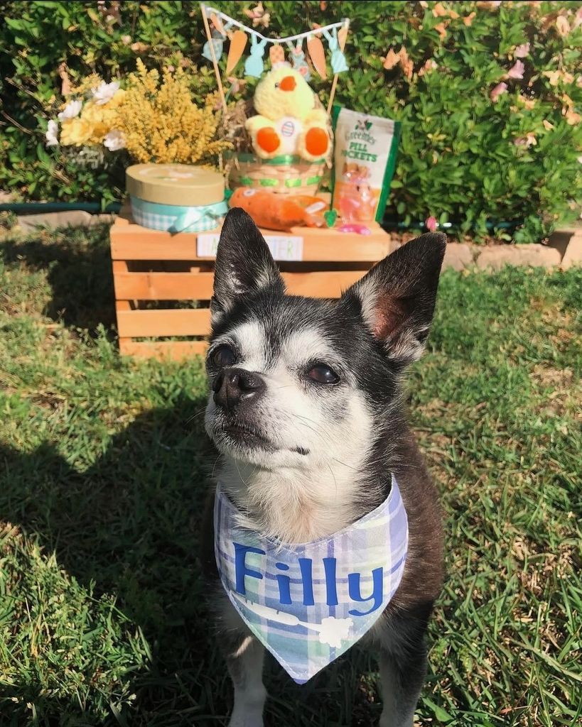 Filly Yanez Jr. Profile Photo