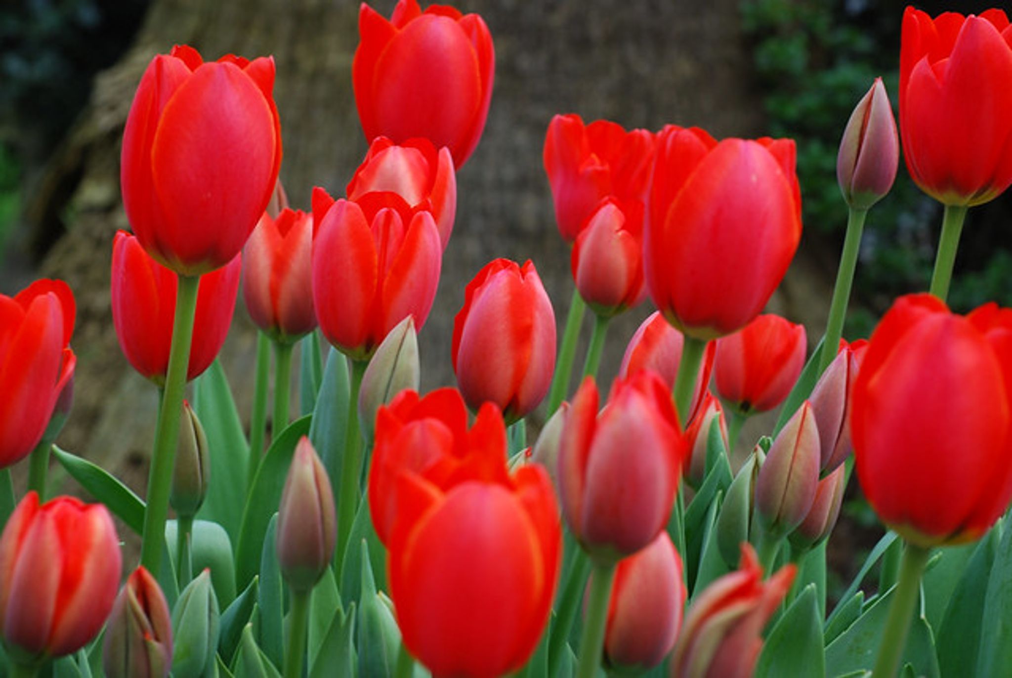 Cover photo for Marie Flora Jamison Goggin's Obituary