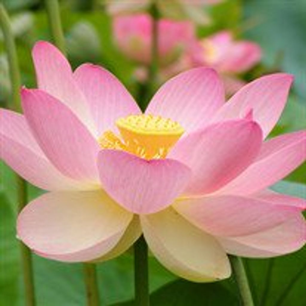 Shirley  Bernice Caplan