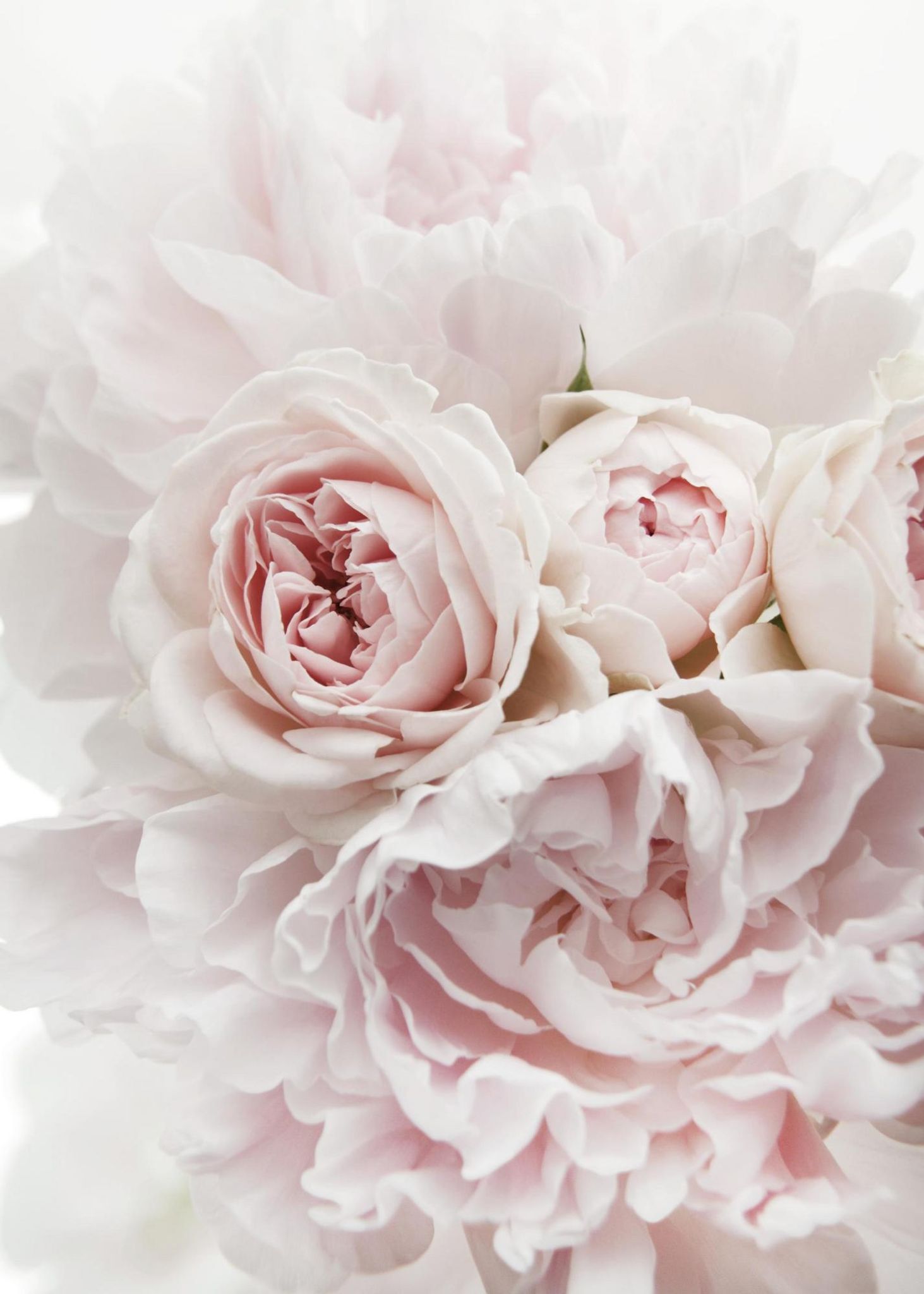Cover for Lora Lea Newby's Obituary