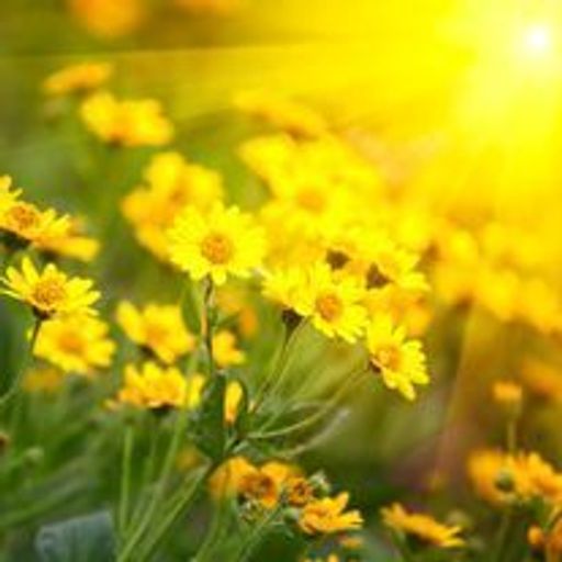 Brenda Spurlock Smith Profile Photo