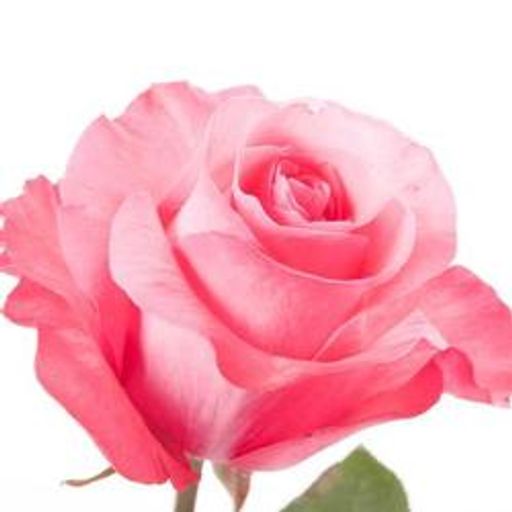 Ann Marie Ray Profile Photo