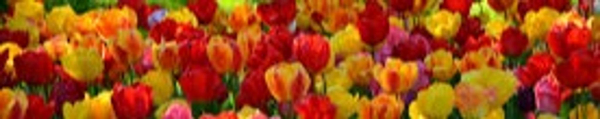 Cover photo for Kathy J. Simmons's Obituary