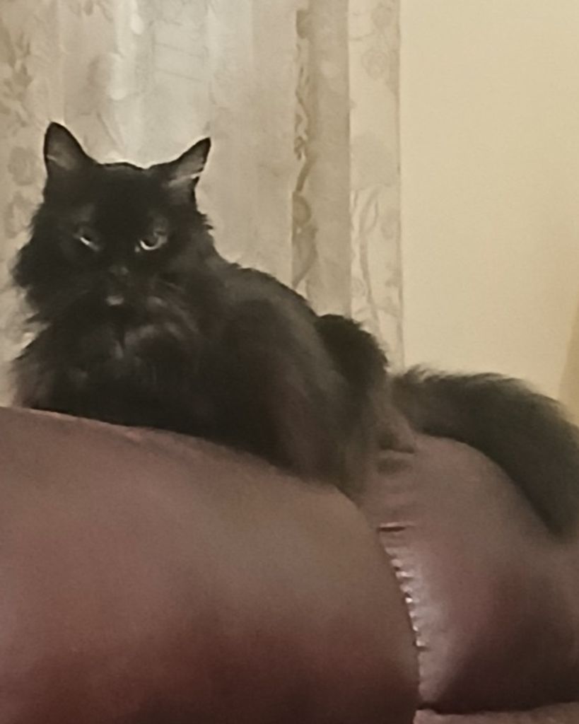 Boo Boo Kitty Stanley