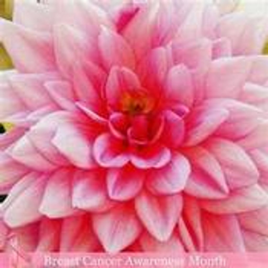 Linda Rosencrance Jenkins