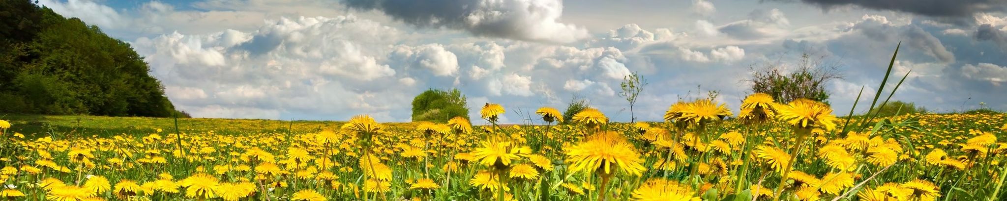 Cover for Frances Catherine Younker's Obituary