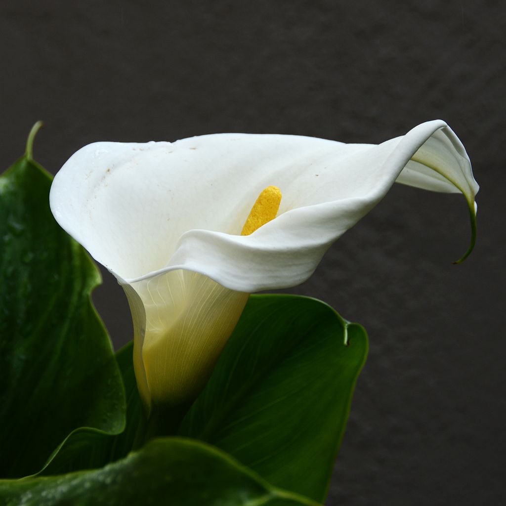 Marietta "Mary" Heuer