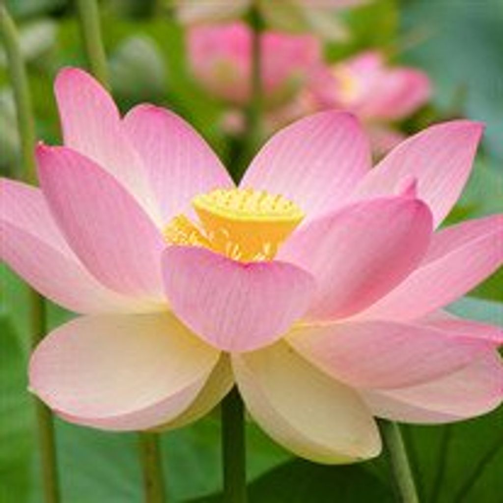 Diana "Dee" S Aronson