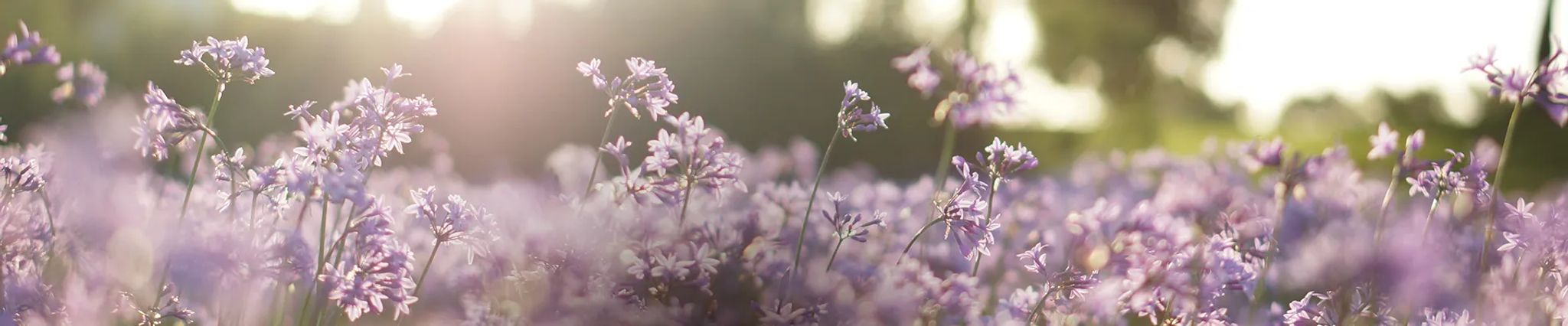 Cover photo for Joanne Eileen McBryde's Obituary