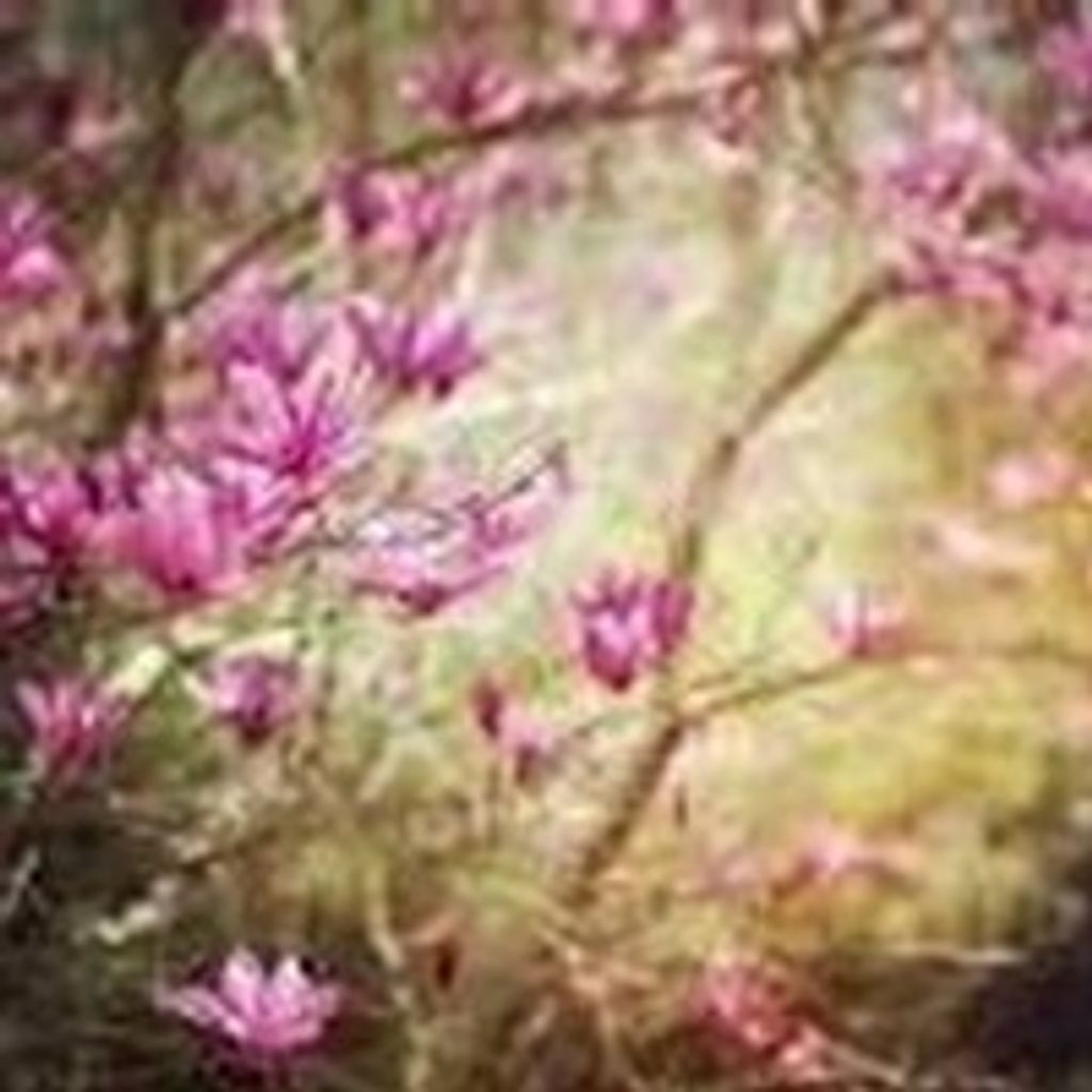 Sulueti K. Bielefeld