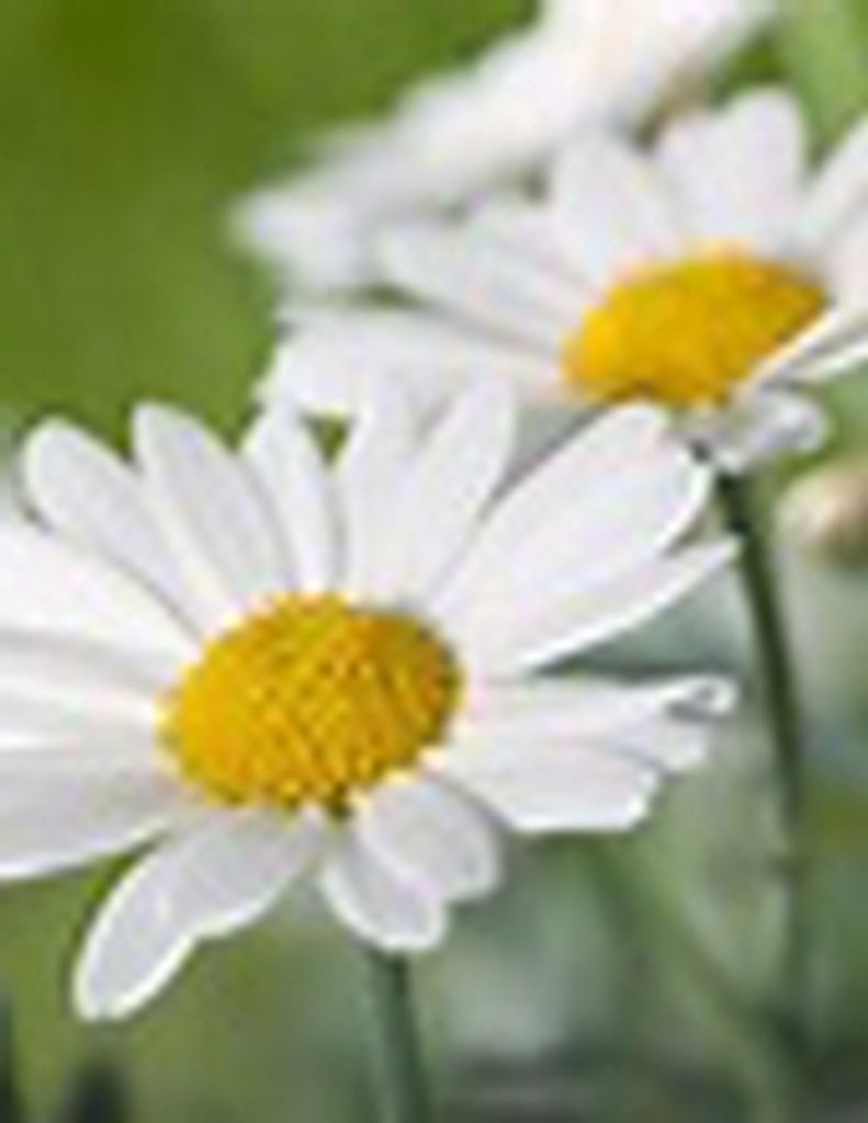 Angelee "Angie" Sexton - Gfh