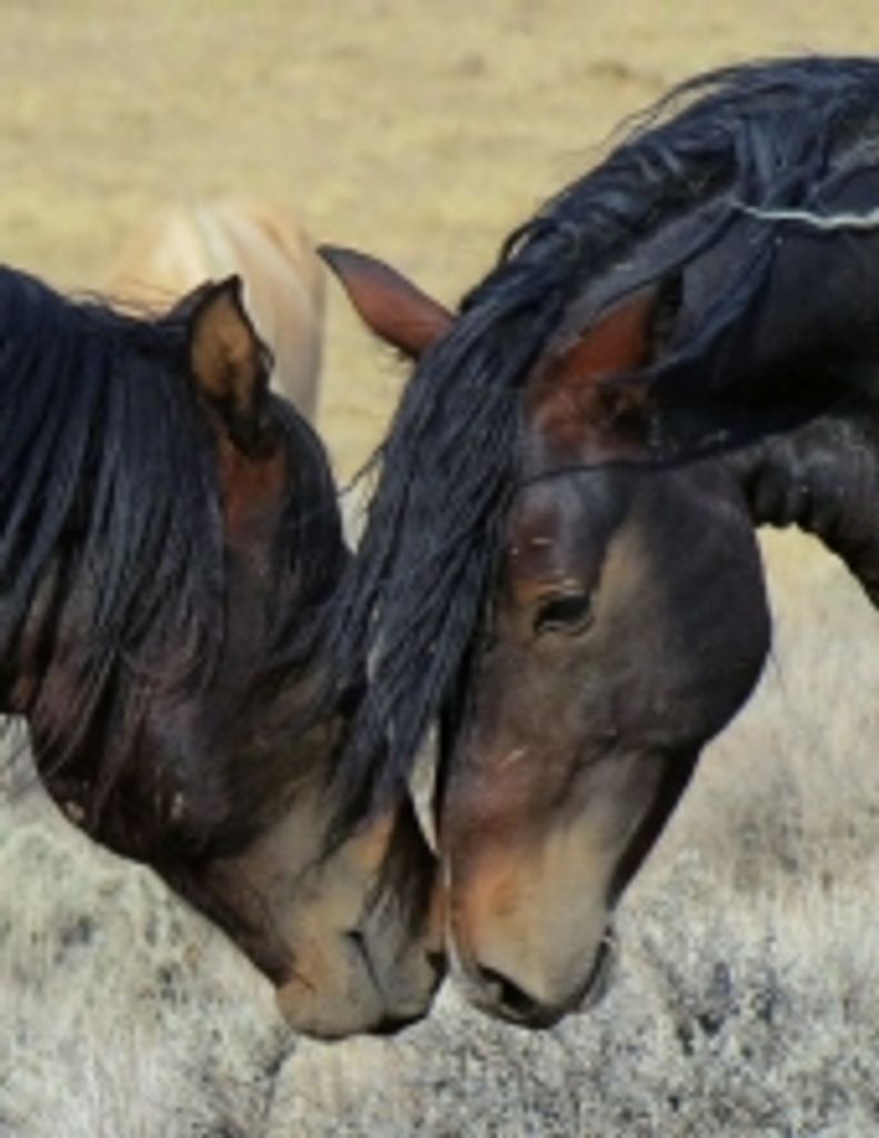 Michelle Williams Profile Photo