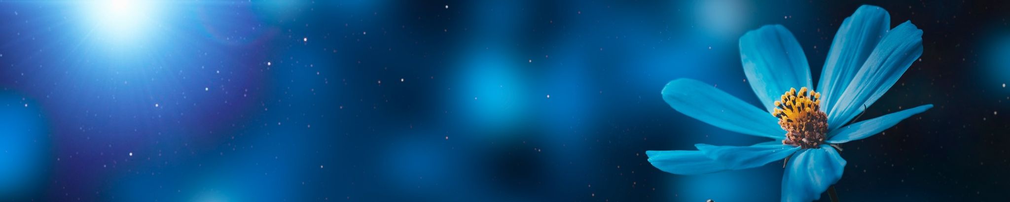 Cover photo for Diane M. Reaves's Obituary
