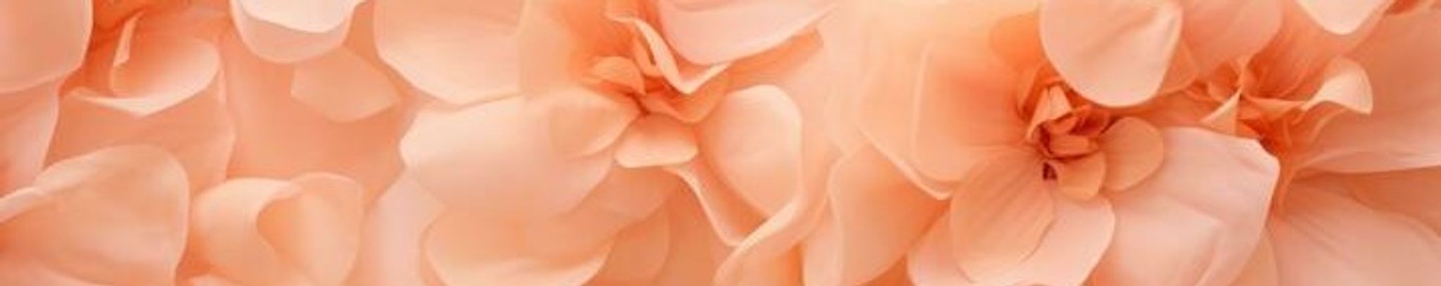 Cover photo for Betty Ruth Bradford's Obituary
