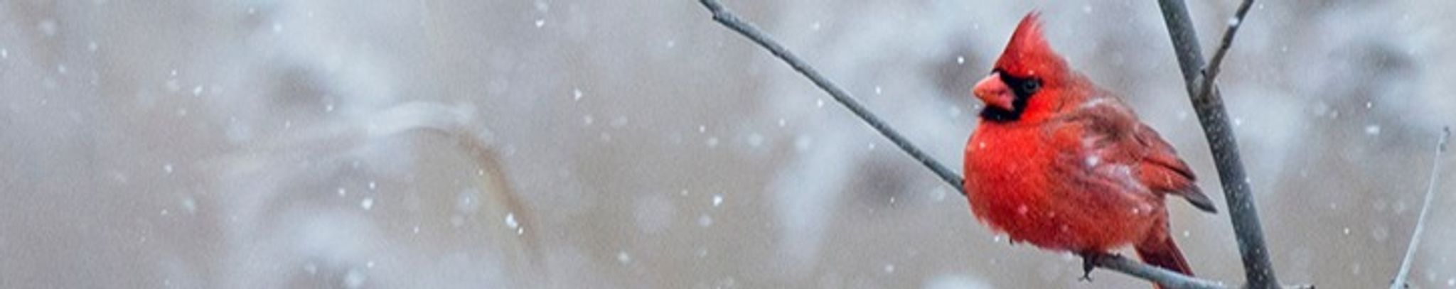 Cover photo for Verne Ann Swintek's Obituary