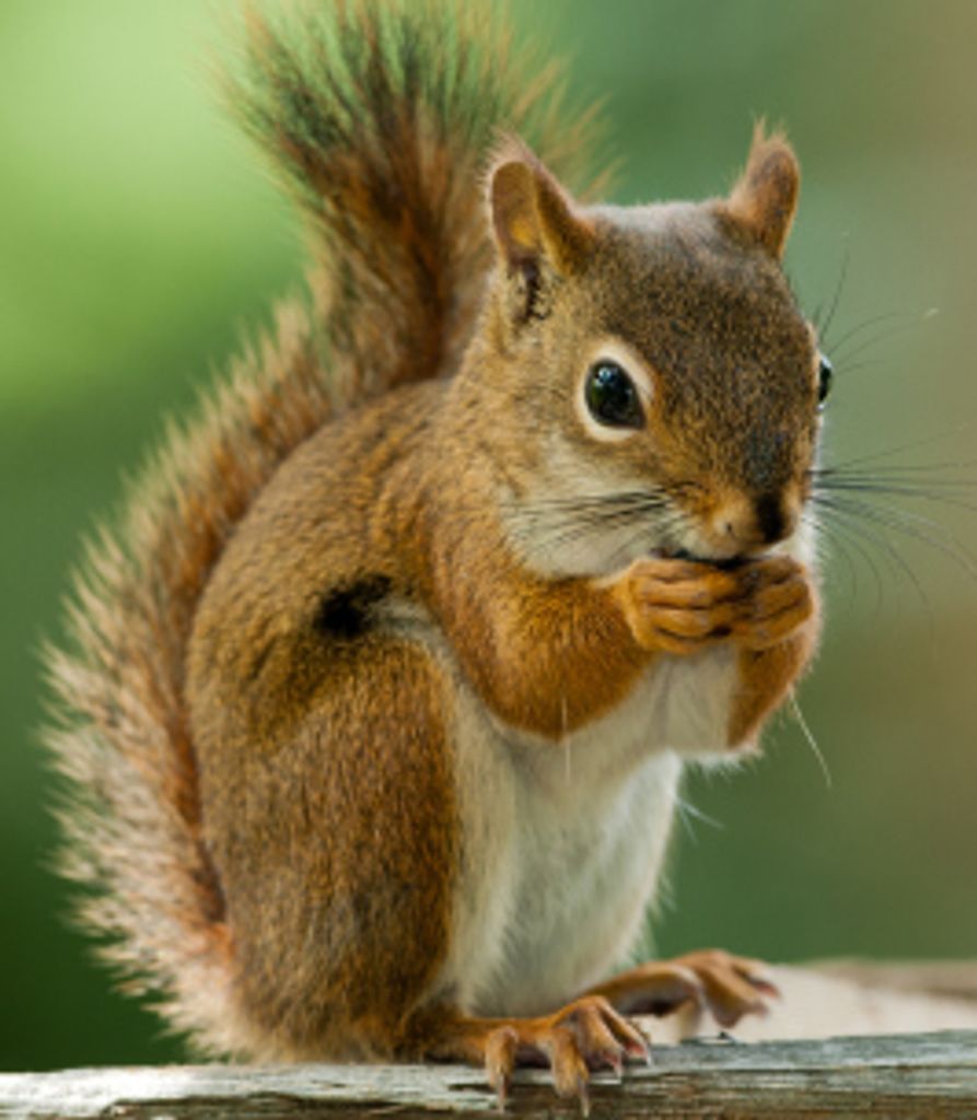 Richard Schneider Profile Photo