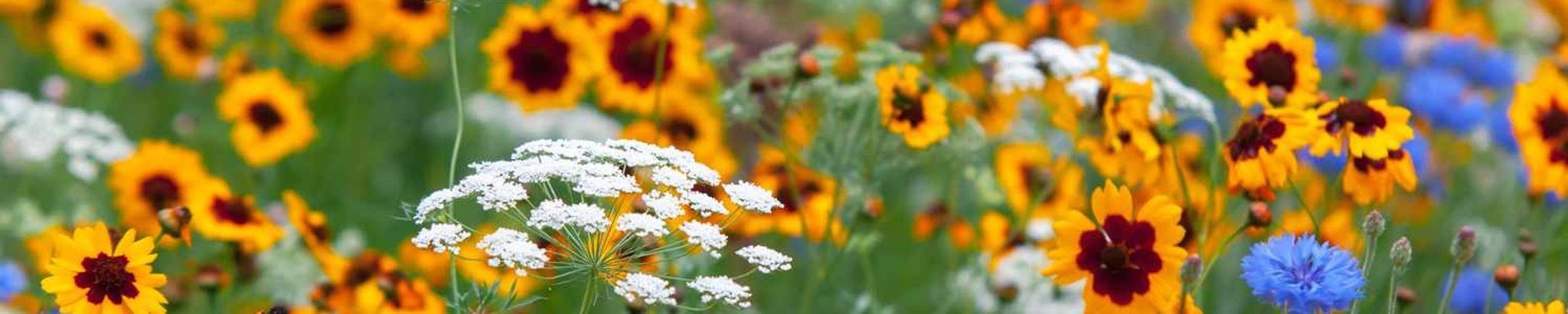 Cover photo for Kimberley Ann Lovlin's Obituary