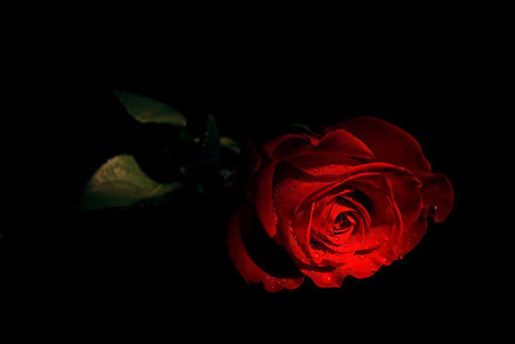 Nancy Lee Risner