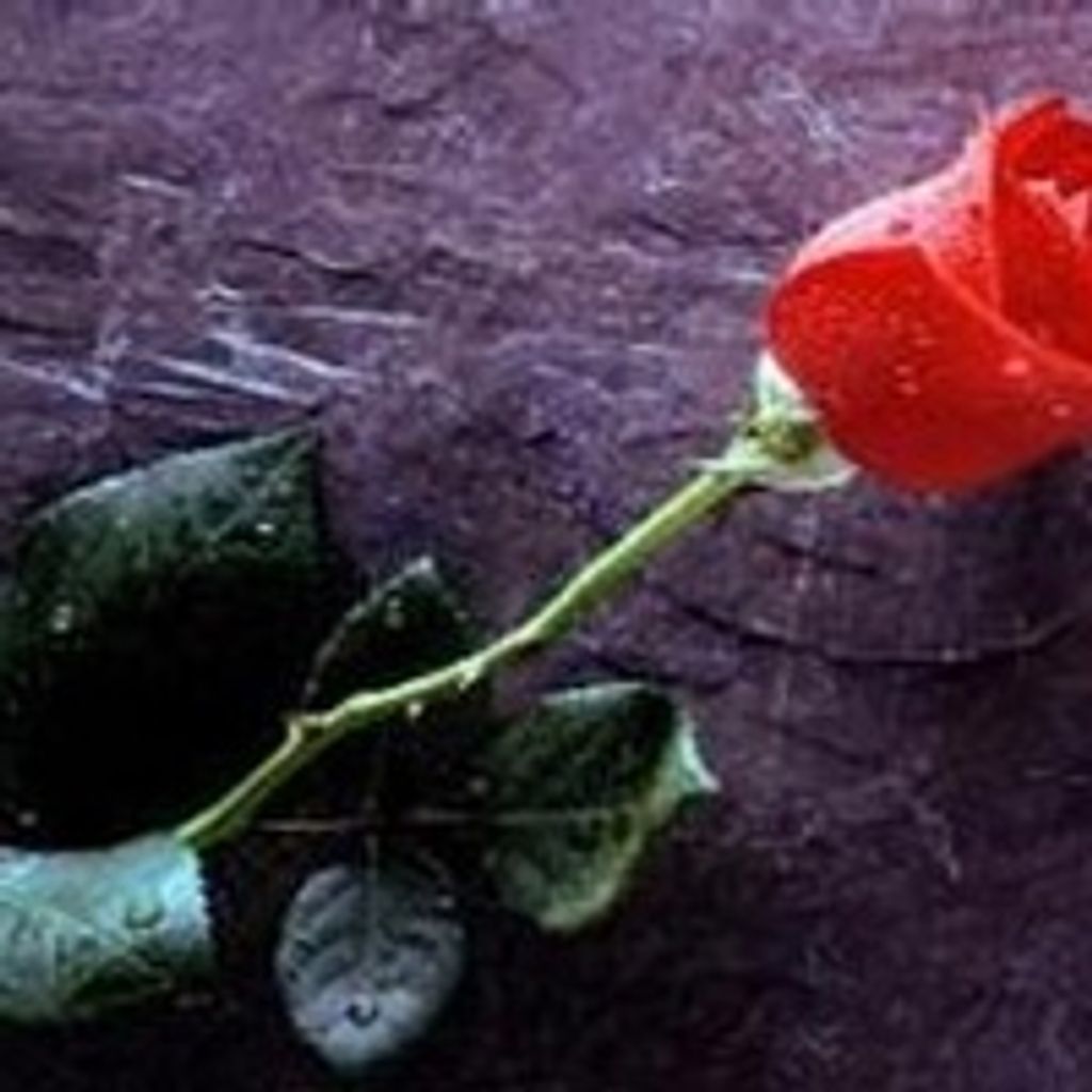 Evelyn Miller Profile Photo