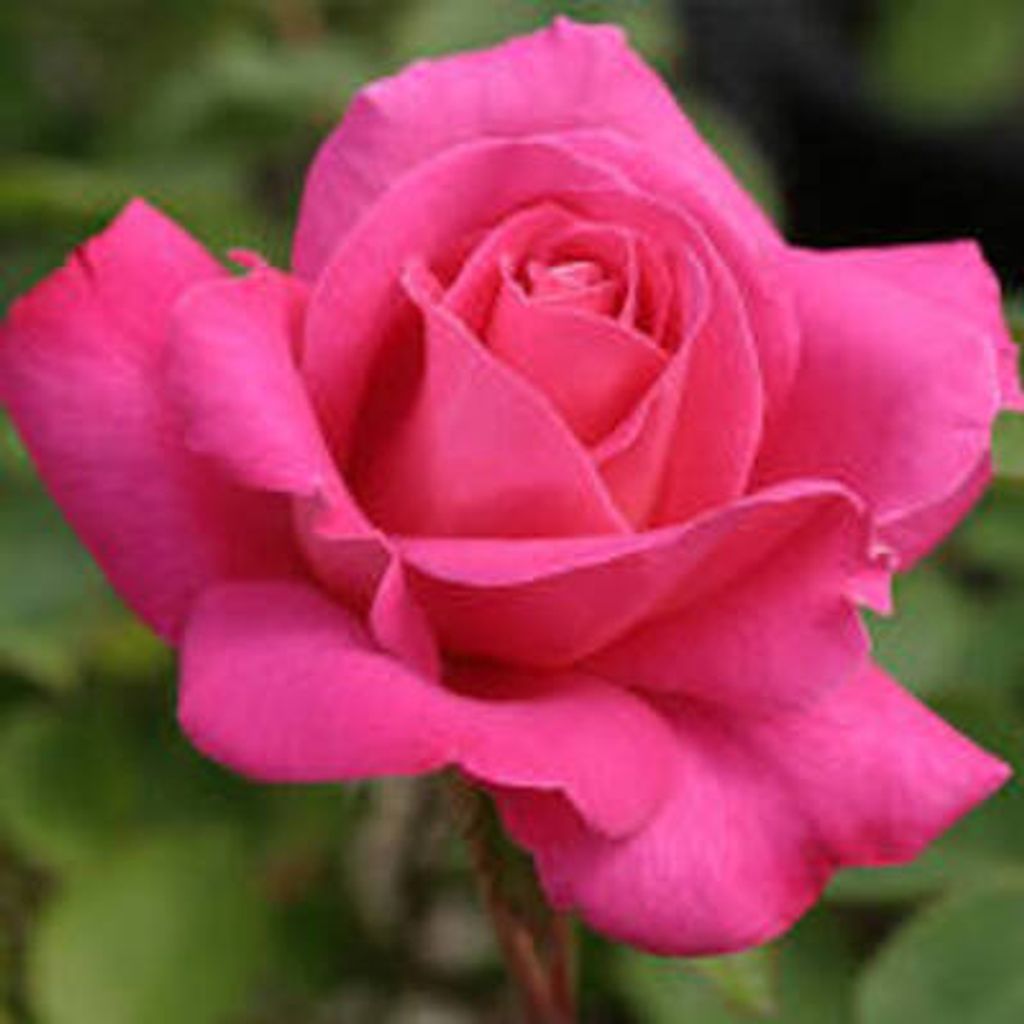 Hilda Grace Bynum Profile Photo