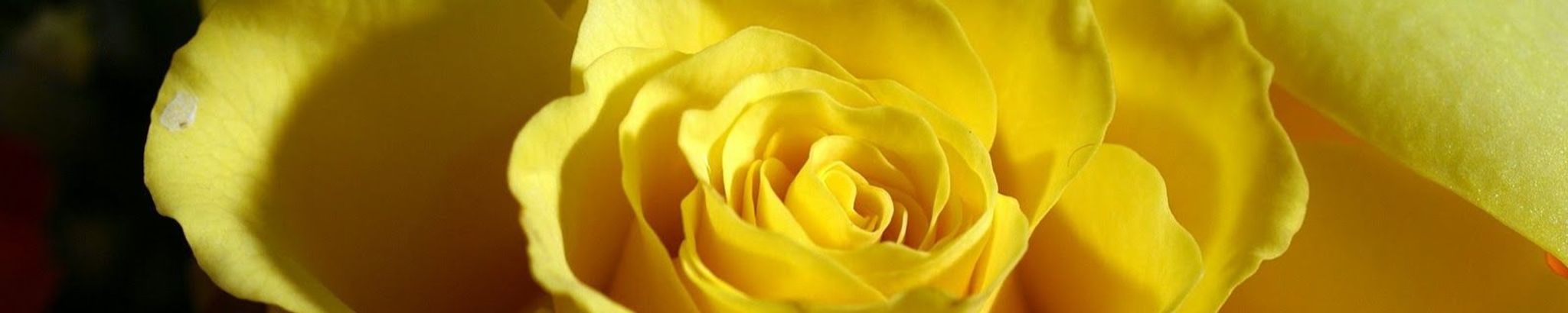 Cover photo for Debbie May Malecki's Obituary