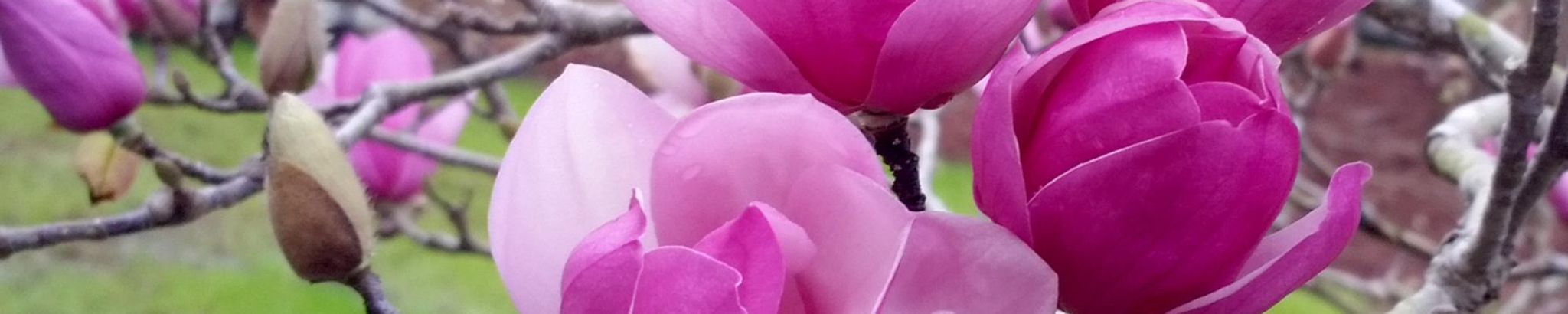 Cover photo for Edith Farris's Obituary