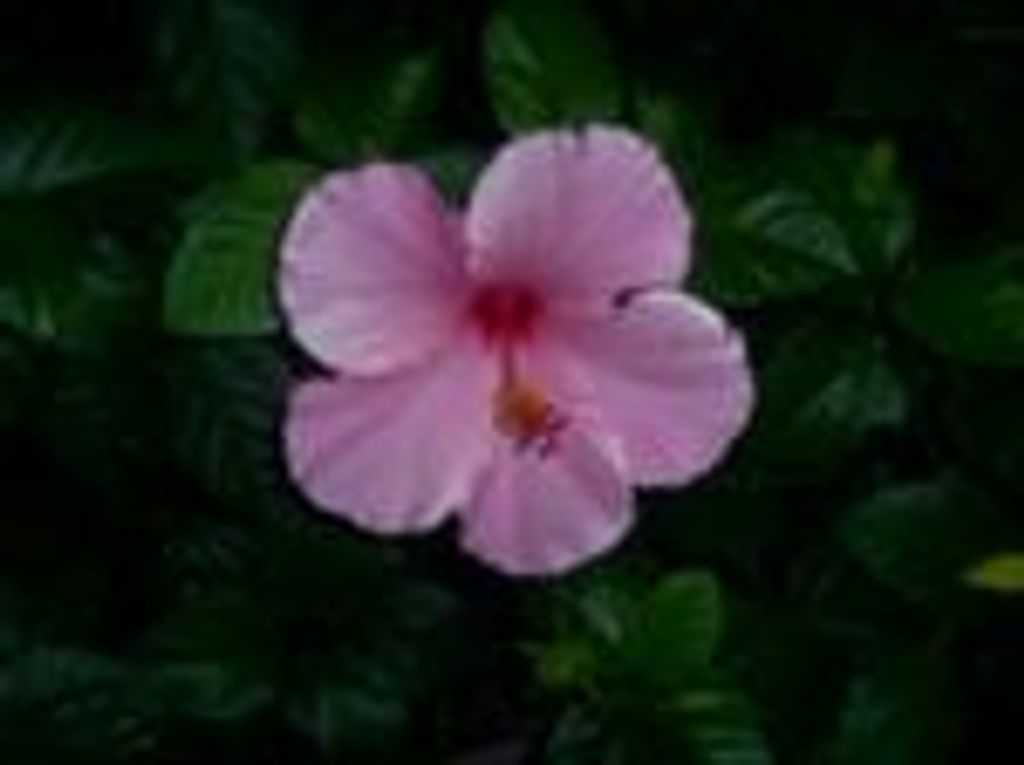 THELMA J FOSTER
