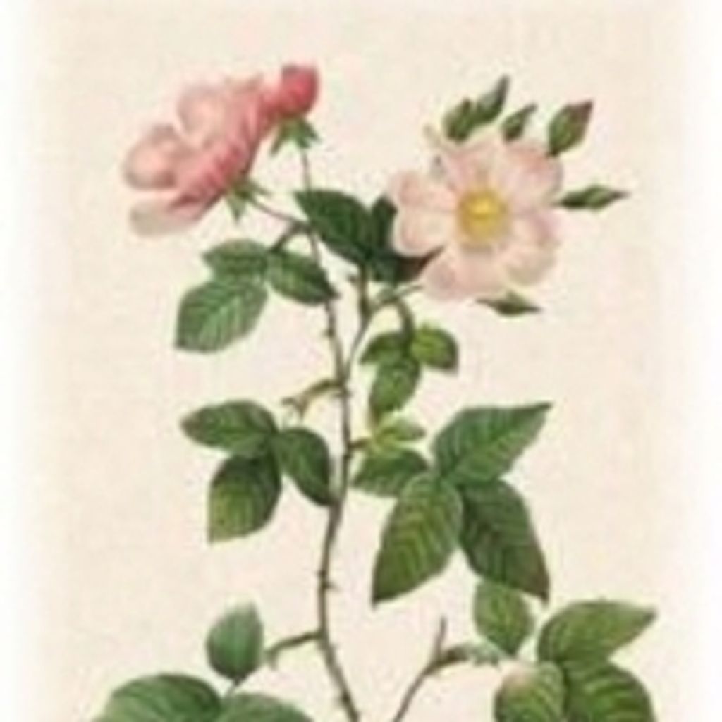 Clarice L. Qunell
