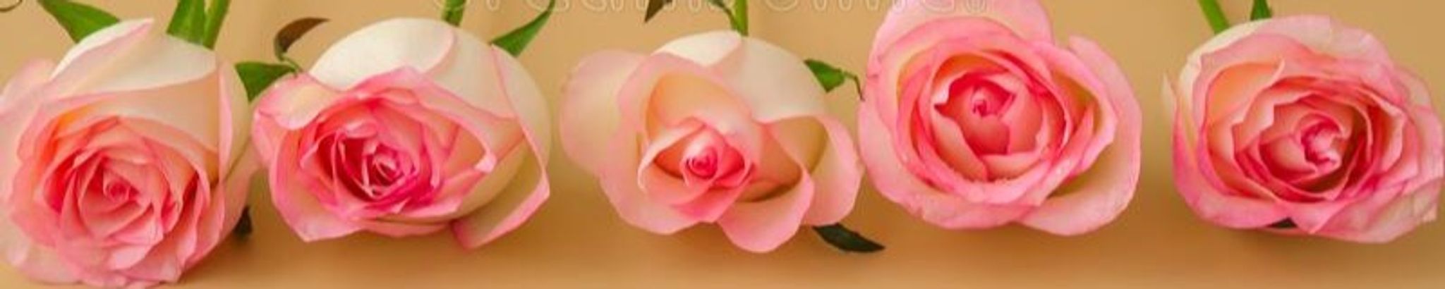 Cover photo for Ellen Black's Obituary