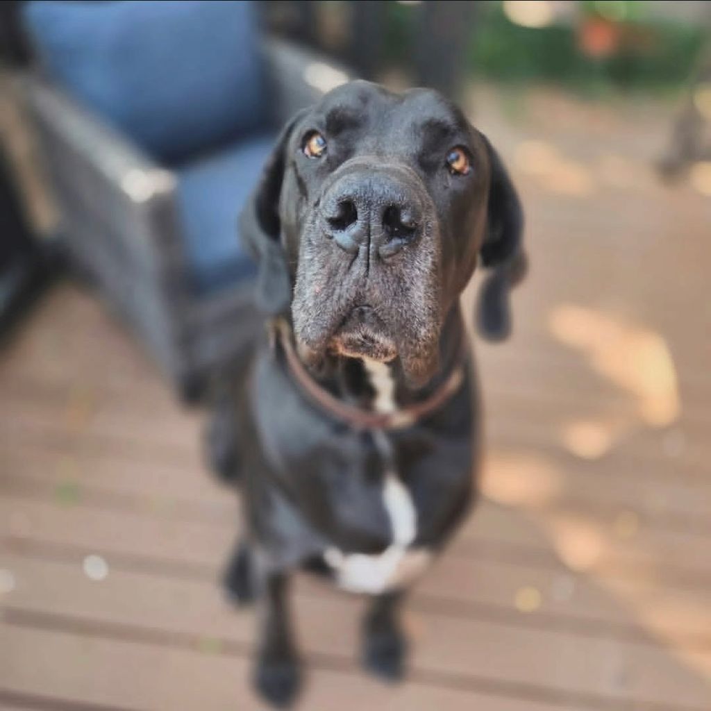 D'Artagnan (Dart) Lott Profile Photo