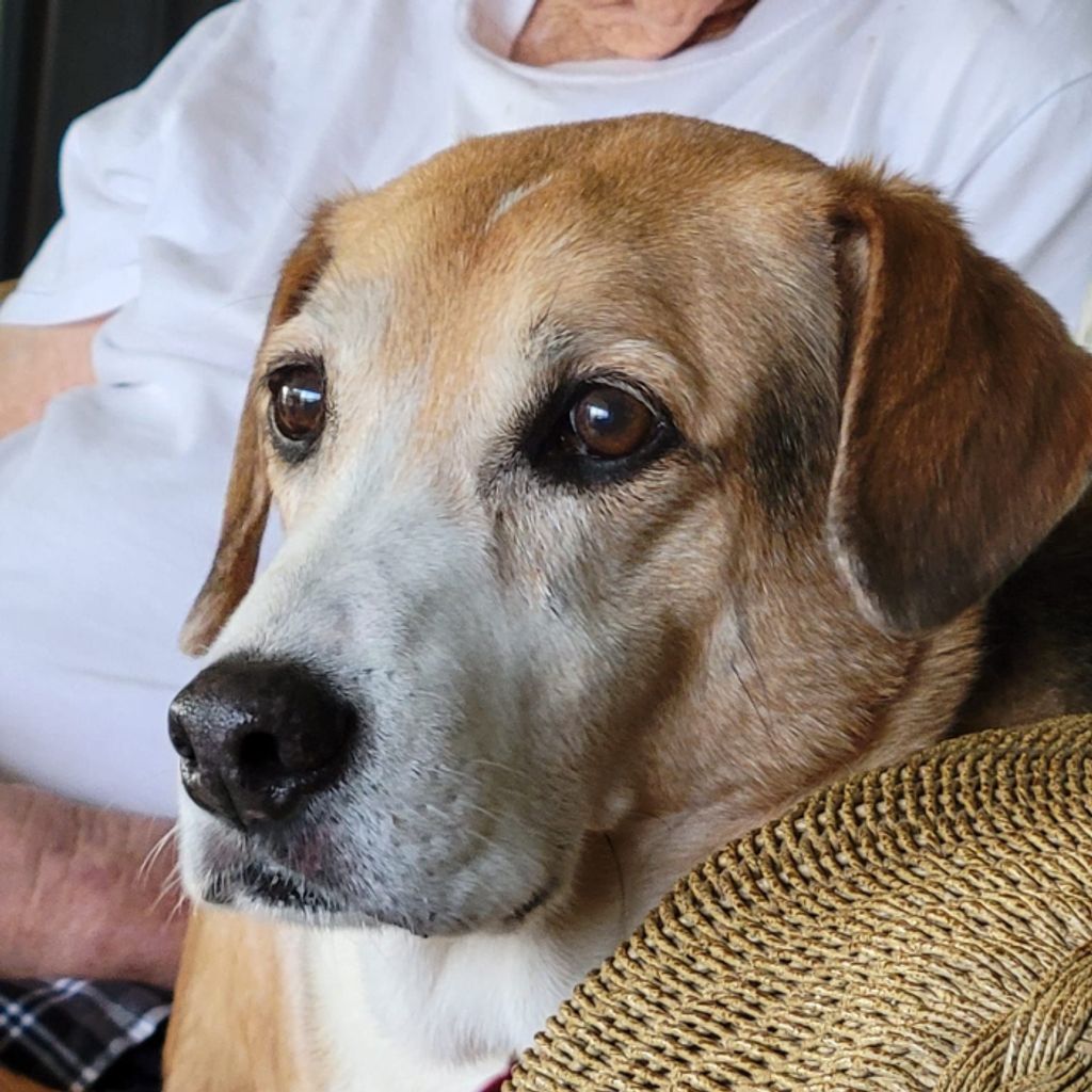 Buddy Pritchett Profile Photo