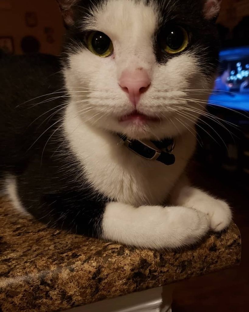 Buddy Dollar Profile Photo