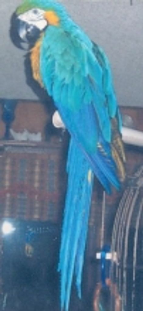 Laura Laird Profile Photo