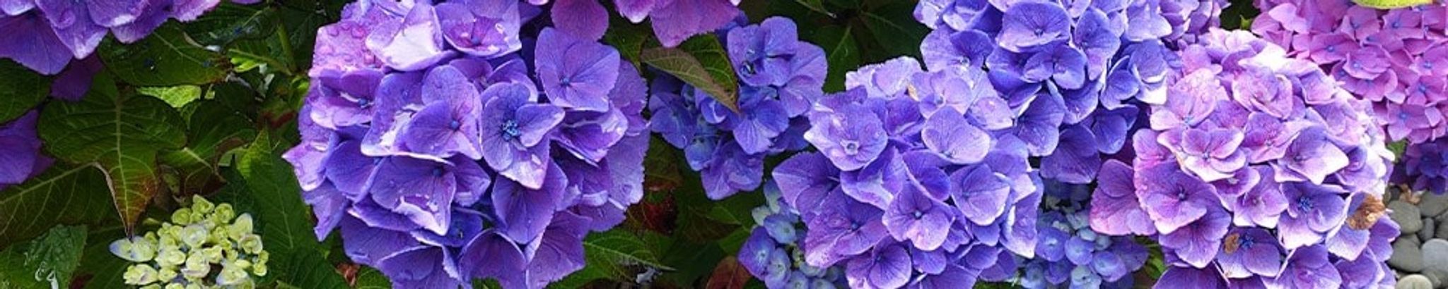 Cover for Sharon Gaye Sego Gubler's Obituary