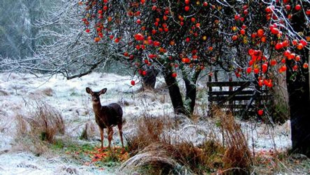 Rodney Dean Deming Profile Photo