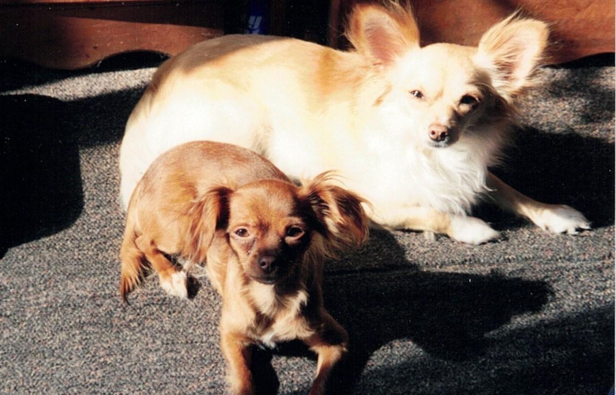 Cover for Eva Jean Williams's Obituary