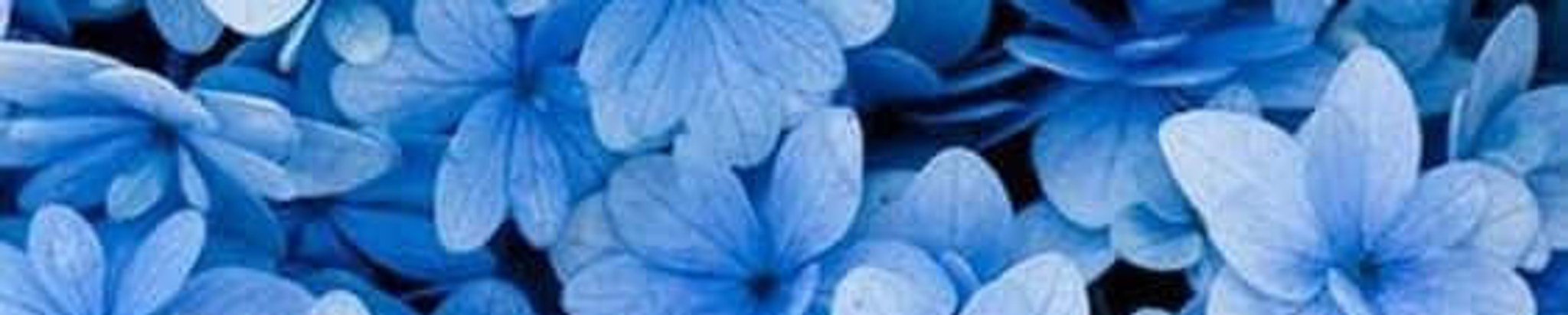 Cover for Rosetta Anderson's Obituary