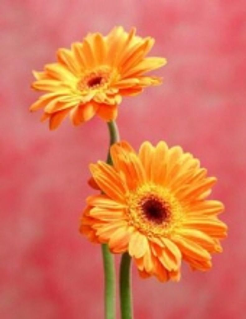 Gayette Doris Spence Ulrich