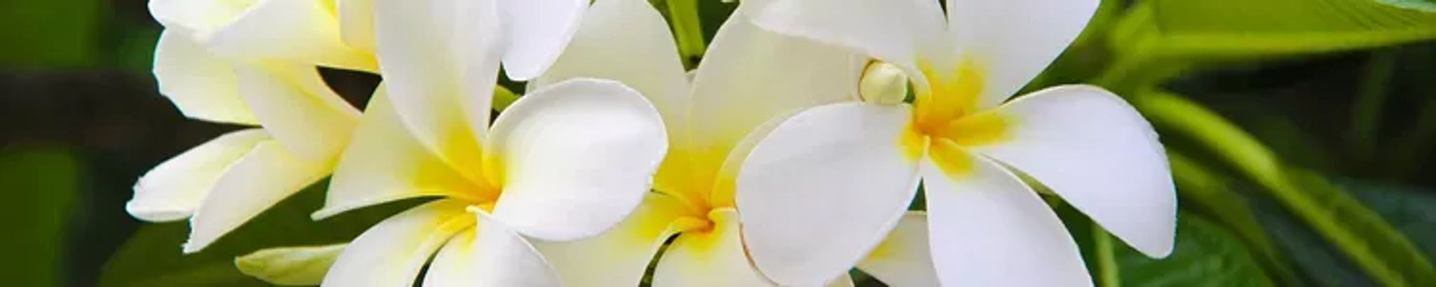 Cover for Anne Therese Piper's Obituary