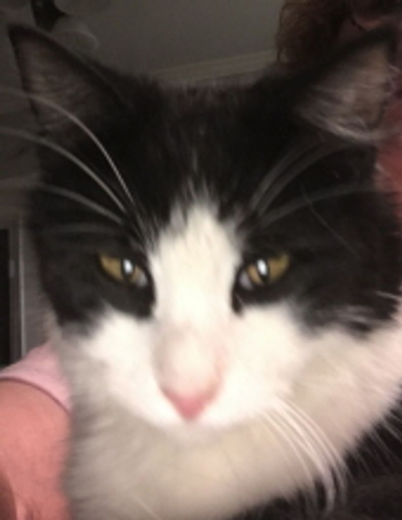 Socks Boozer