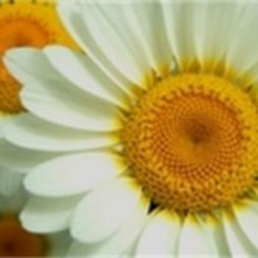 Dorothy B. Haskin Warnke