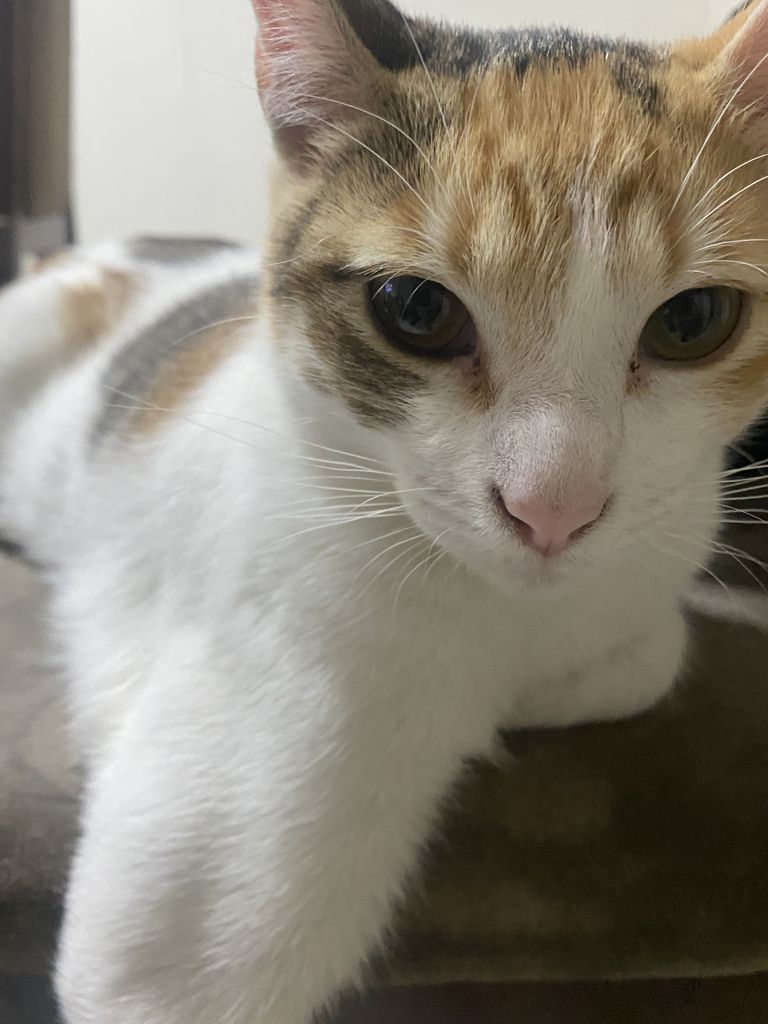 Roxas Profile Photo