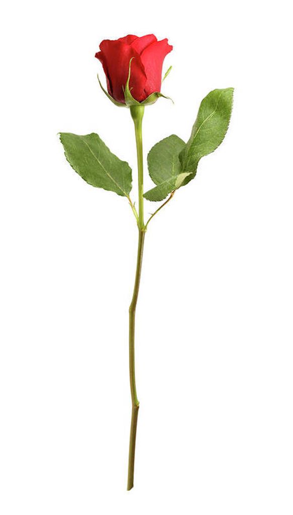 Maria Arreguin Mercado