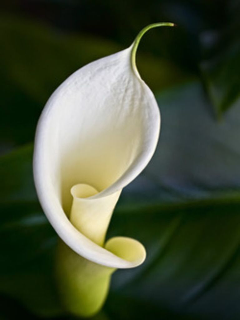 Rita O'Hearn Profile Photo