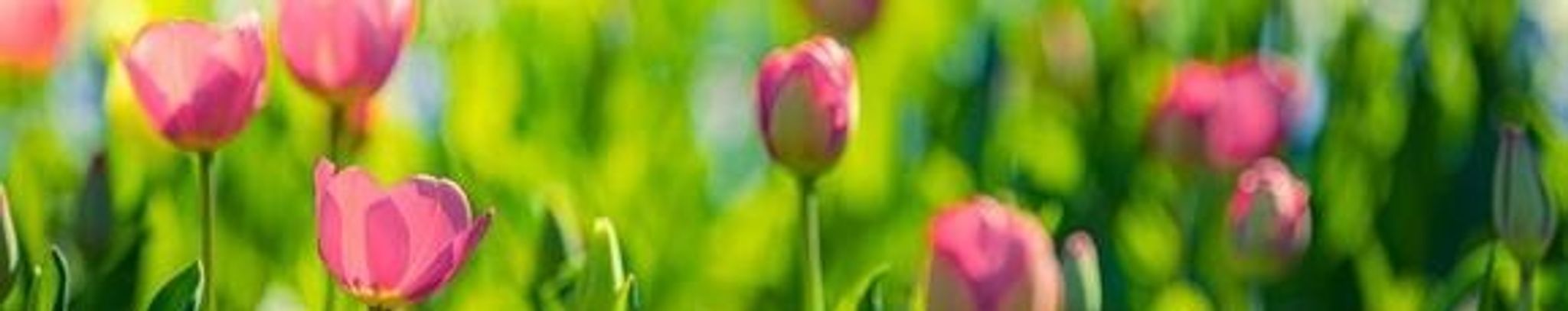 Cover photo for Susan Black's Obituary